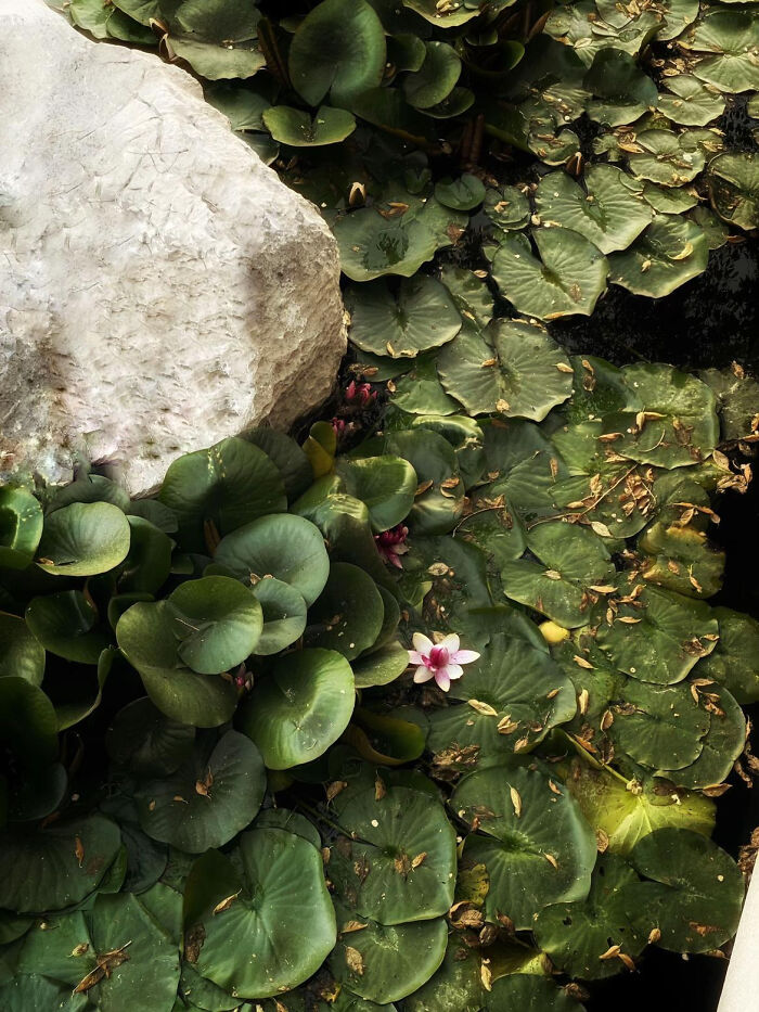 These 81 Photos Look WAY Too Perfect to Be Real