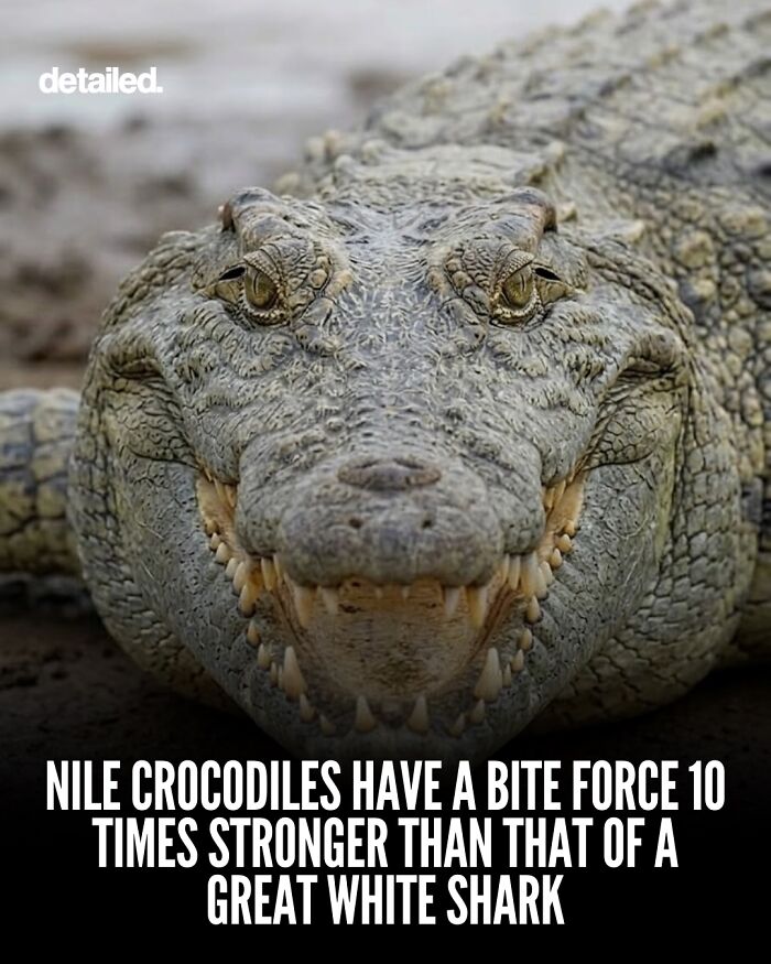 Let's Dive Into Some Mind-Blowing Facts You Might've Missed!