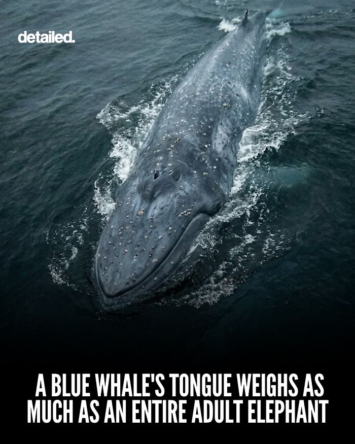 Let's Dive Into Some Mind-Blowing Facts You Might've Missed!