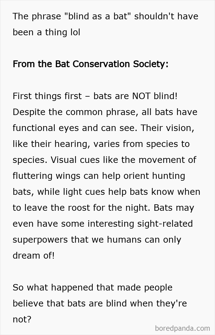 Bats Aren’t Blind! They Just Have Extra Radar Skills