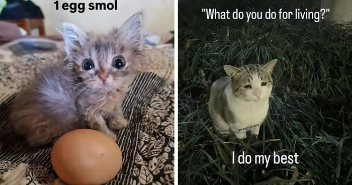 The Ultimate Funniest Cat Memes That’ll Make Your Day Way Better