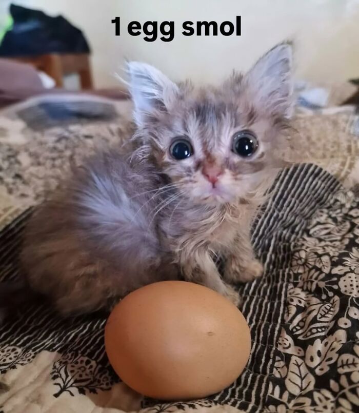 The Ultimate Funniest Cat Memes That’ll Make Your Day Way Better