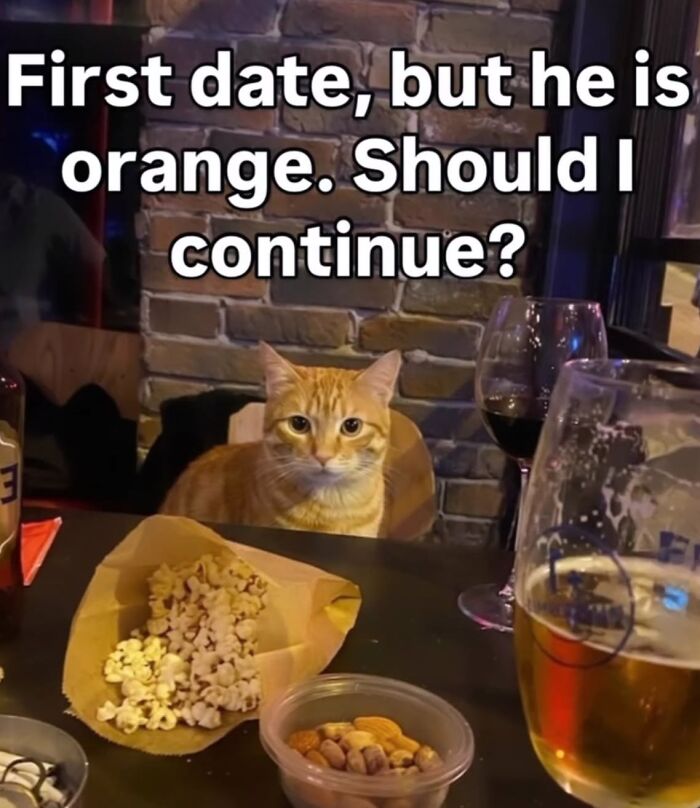 The Ultimate Funniest Cat Memes That’ll Make Your Day Way Better