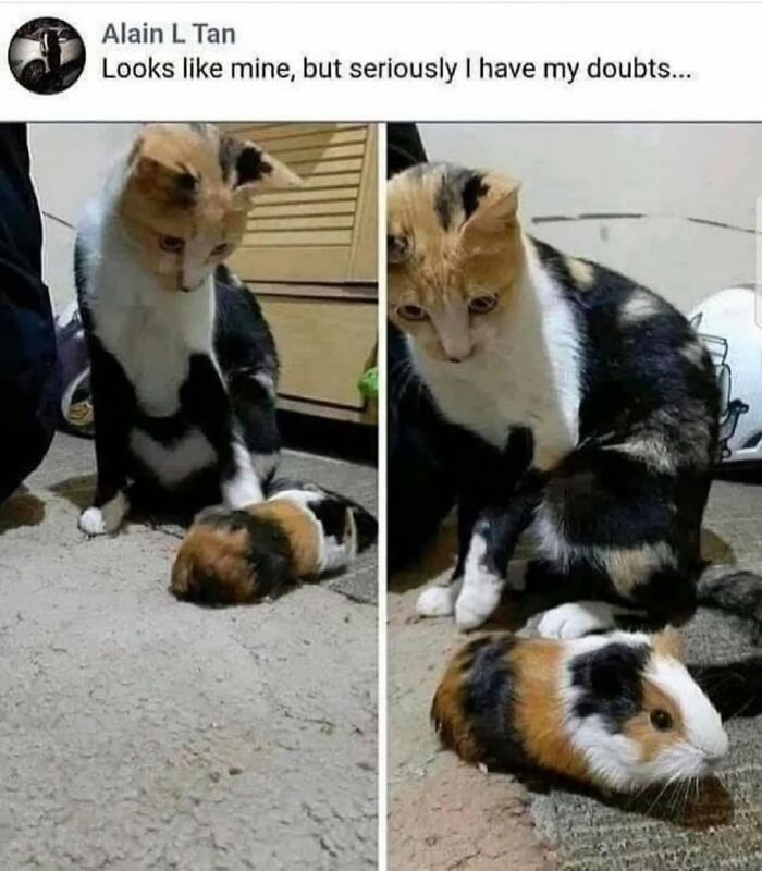 The Ultimate Funniest Cat Memes That’ll Make Your Day Way Better