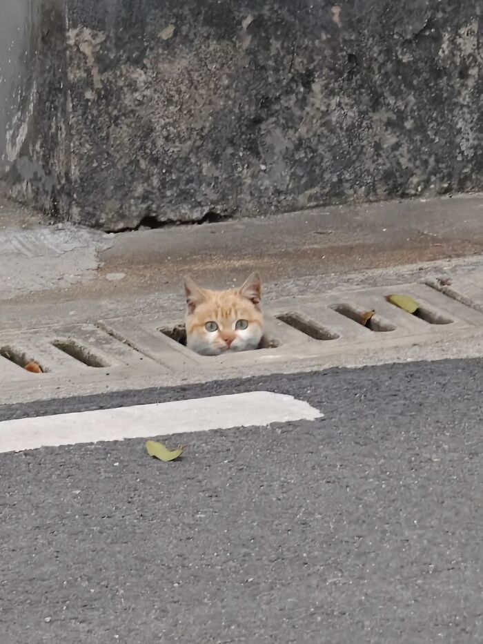 The Ultimate Funniest Cat Memes That’ll Make Your Day Way Better