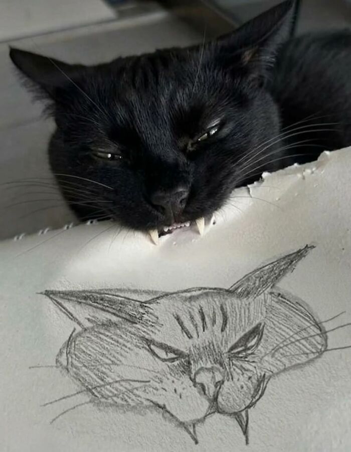 The Ultimate Funniest Cat Memes That’ll Make Your Day Way Better