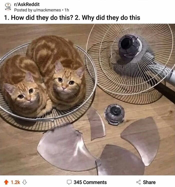 The Ultimate Funniest Cat Memes That’ll Make Your Day Way Better