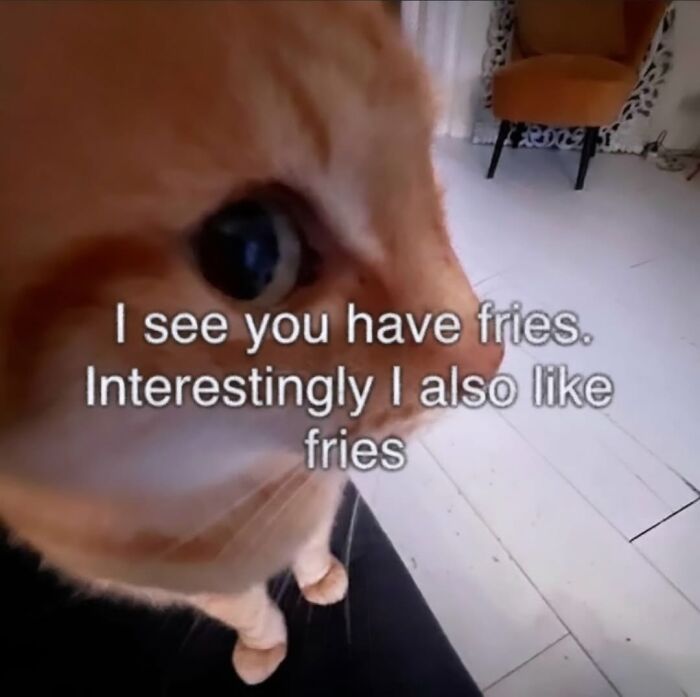 The Ultimate Funniest Cat Memes That’ll Make Your Day Way Better
