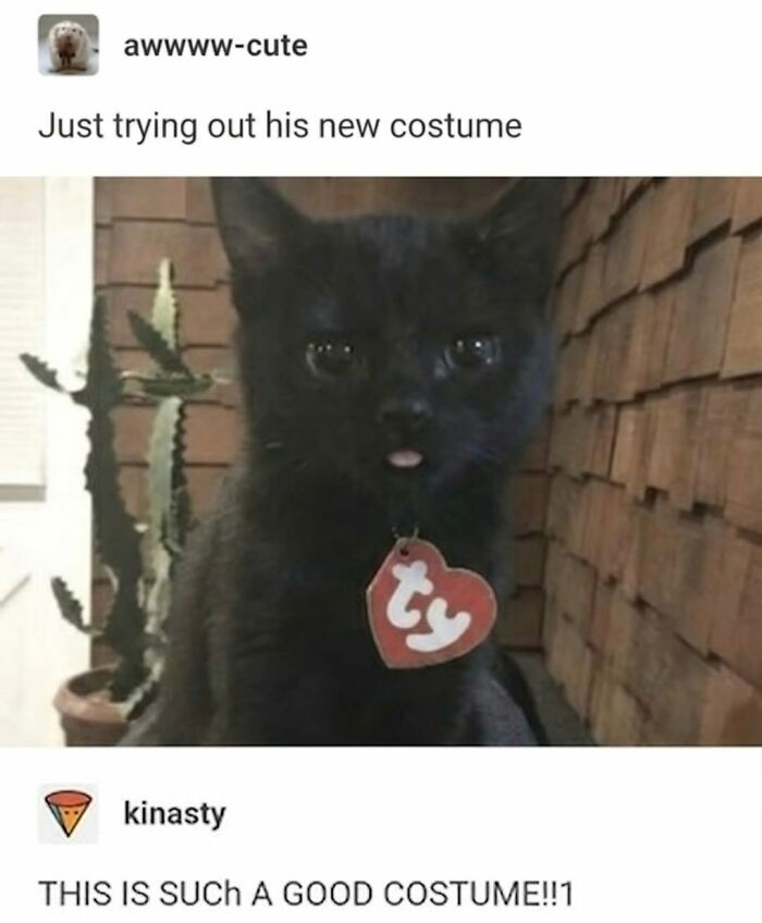 The Ultimate Funniest Cat Memes That’ll Make Your Day Way Better