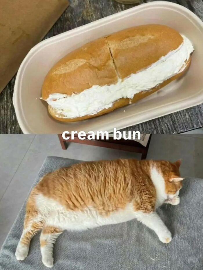 The Ultimate Funniest Cat Memes That’ll Make Your Day Way Better