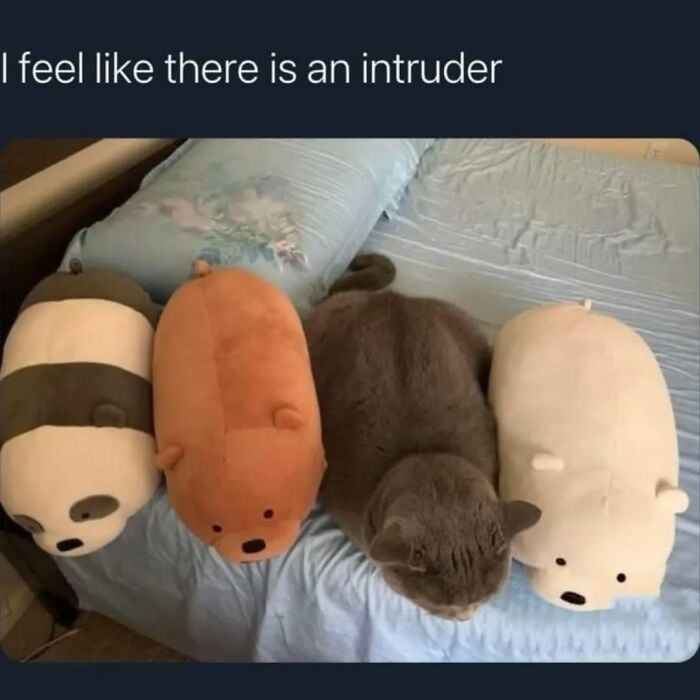 The Ultimate Funniest Cat Memes That’ll Make Your Day Way Better