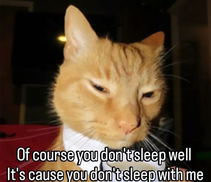 The Ultimate Funniest Cat Memes That’ll Make Your Day Way Better