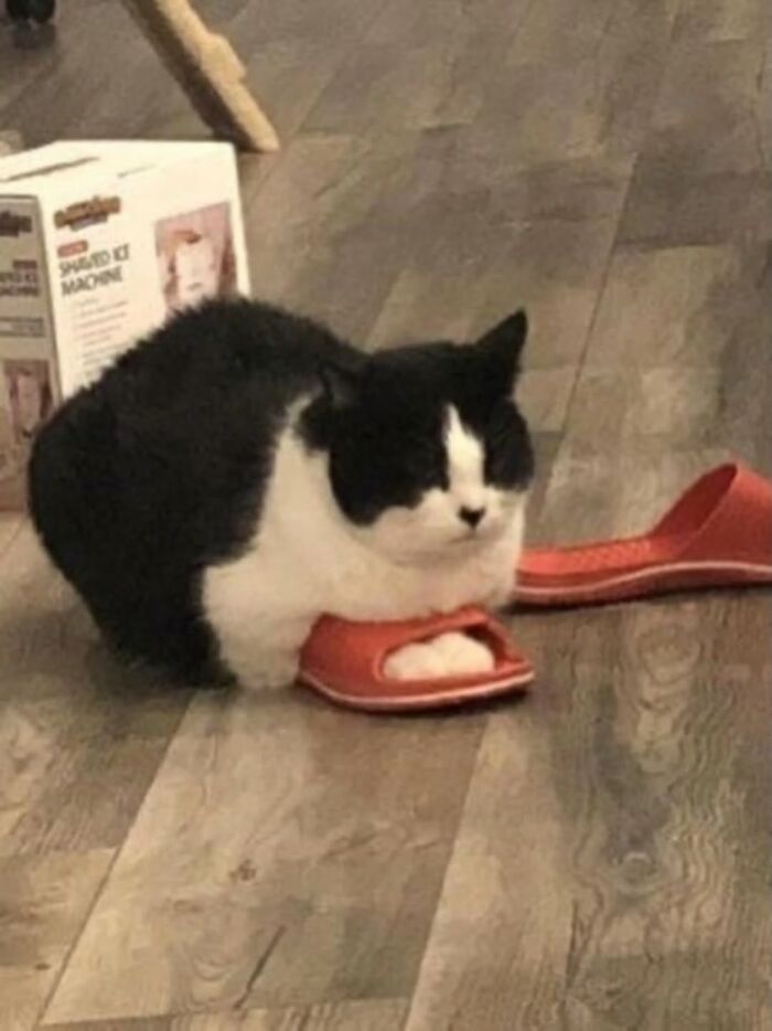 The Ultimate Funniest Cat Memes That’ll Make Your Day Way Better