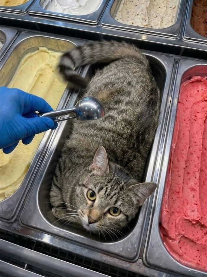 The Ultimate Funniest Cat Memes That’ll Make Your Day Way Better