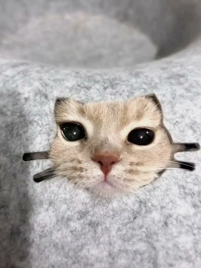 The Ultimate Funniest Cat Memes That’ll Make Your Day Way Better