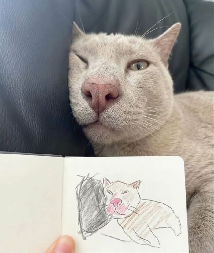 The Ultimate Funniest Cat Memes That’ll Make Your Day Way Better