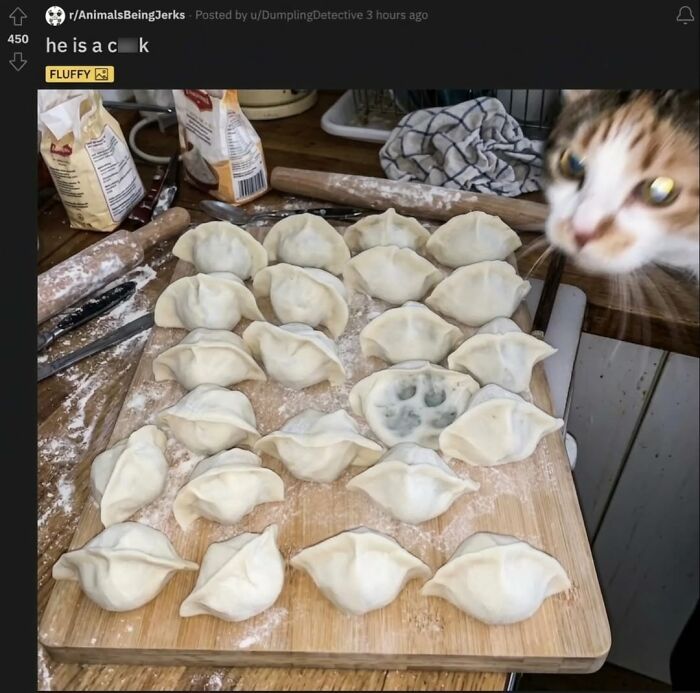 The Ultimate Funniest Cat Memes That’ll Make Your Day Way Better