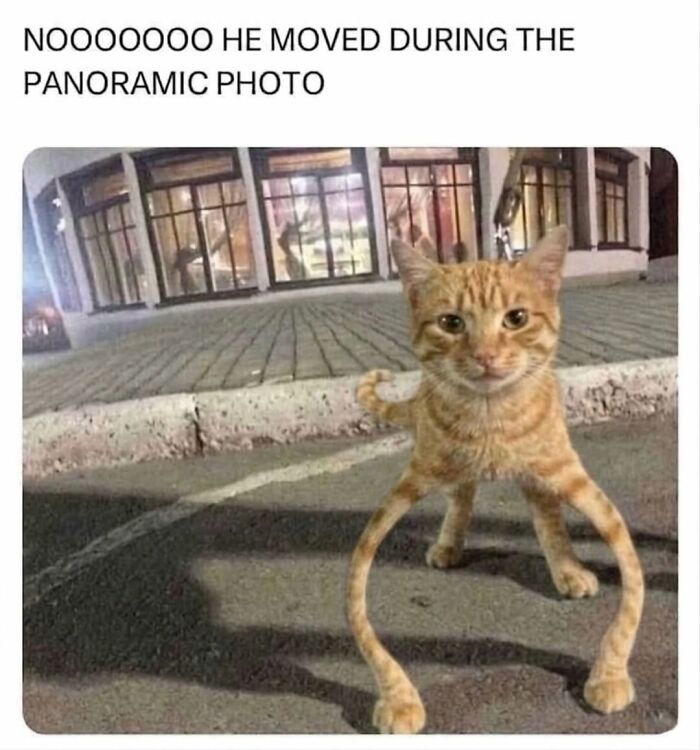 The Ultimate Funniest Cat Memes That’ll Make Your Day Way Better