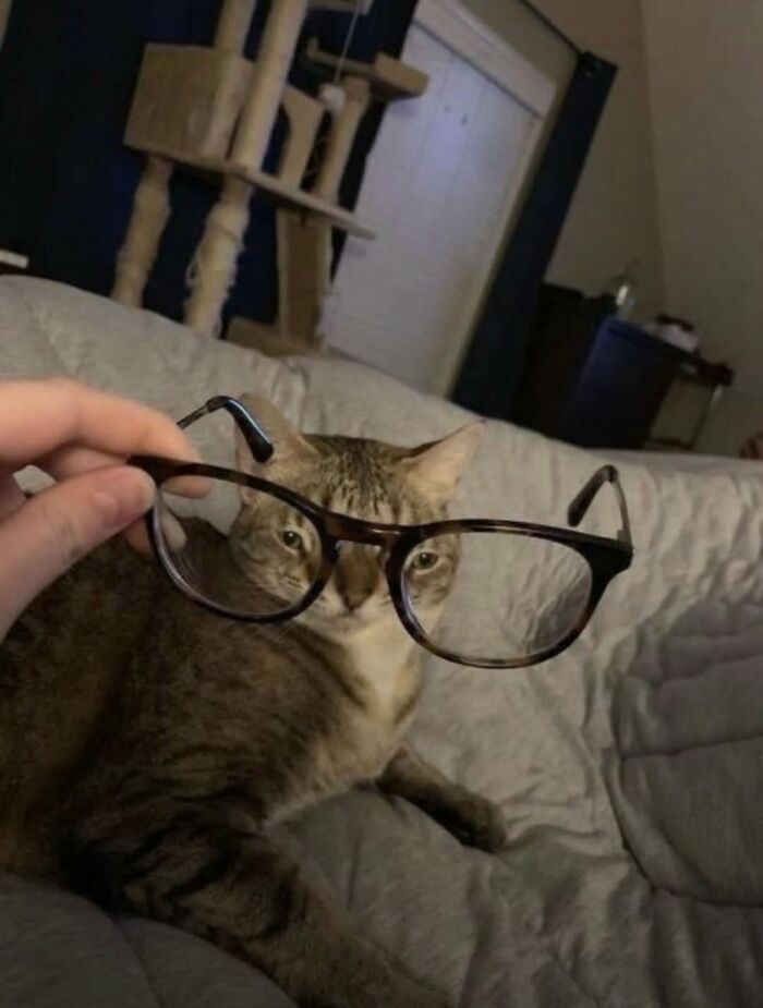 The Ultimate Funniest Cat Memes That’ll Make Your Day Way Better