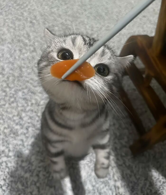 The Ultimate Funniest Cat Memes That’ll Make Your Day Way Better