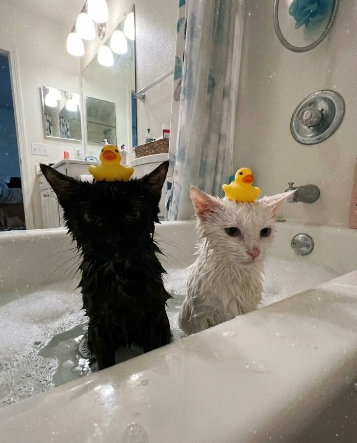 The Ultimate Funniest Cat Memes That’ll Make Your Day Way Better