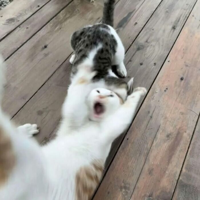 The Ultimate Funniest Cat Memes That’ll Make Your Day Way Better
