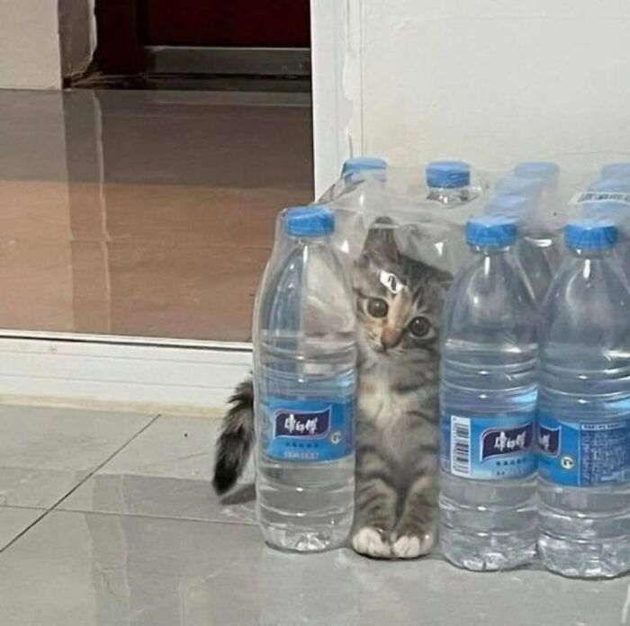 The Ultimate Funniest Cat Memes That’ll Make Your Day Way Better