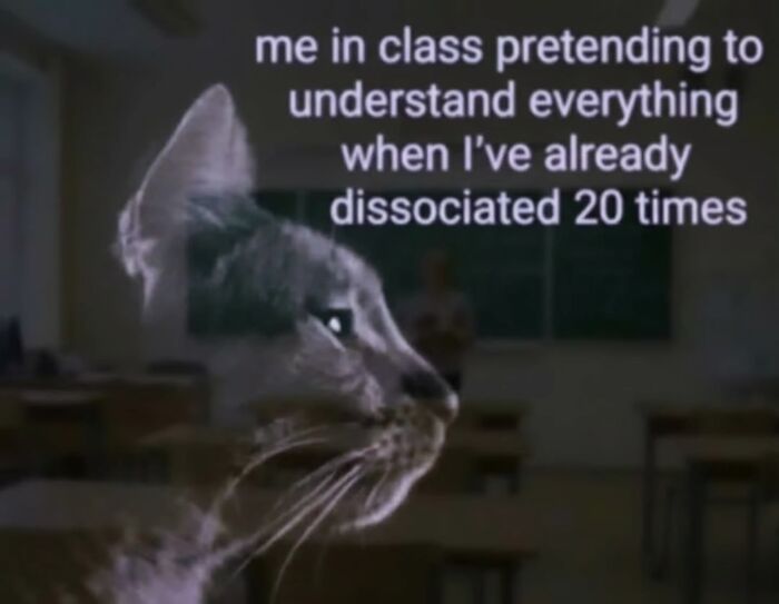 The Ultimate Funniest Cat Memes That’ll Make Your Day Way Better