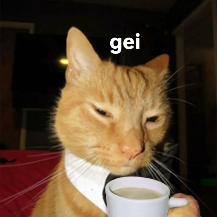 The Ultimate Funniest Cat Memes That’ll Make Your Day Way Better