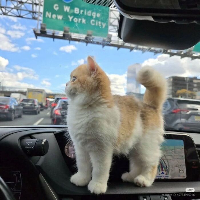 The Ultimate Funniest Cat Memes That’ll Make Your Day Way Better