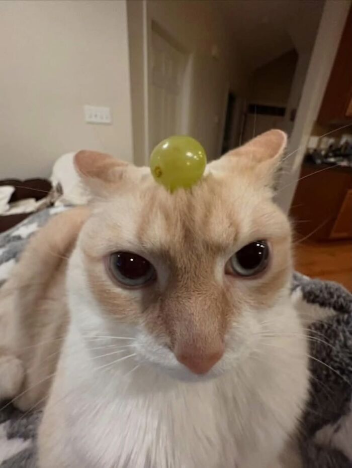 The Ultimate Funniest Cat Memes That’ll Make Your Day Way Better