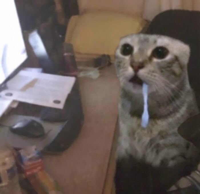 The Ultimate Funniest Cat Memes That’ll Make Your Day Way Better