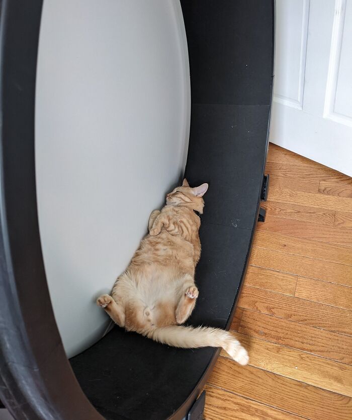 Cat Wheel Workout? More Like Cat Wheel Nope