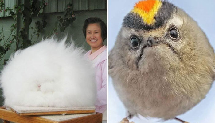 73 Animal Facts That Will Totally Blow Your Mind (No Joke)