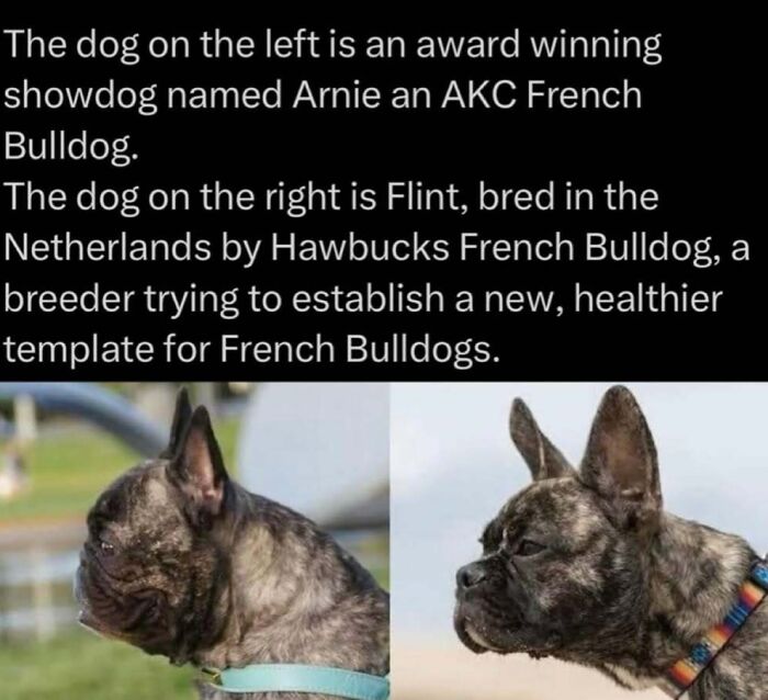 73 Animal Facts That Will Totally Blow Your Mind (No Joke)