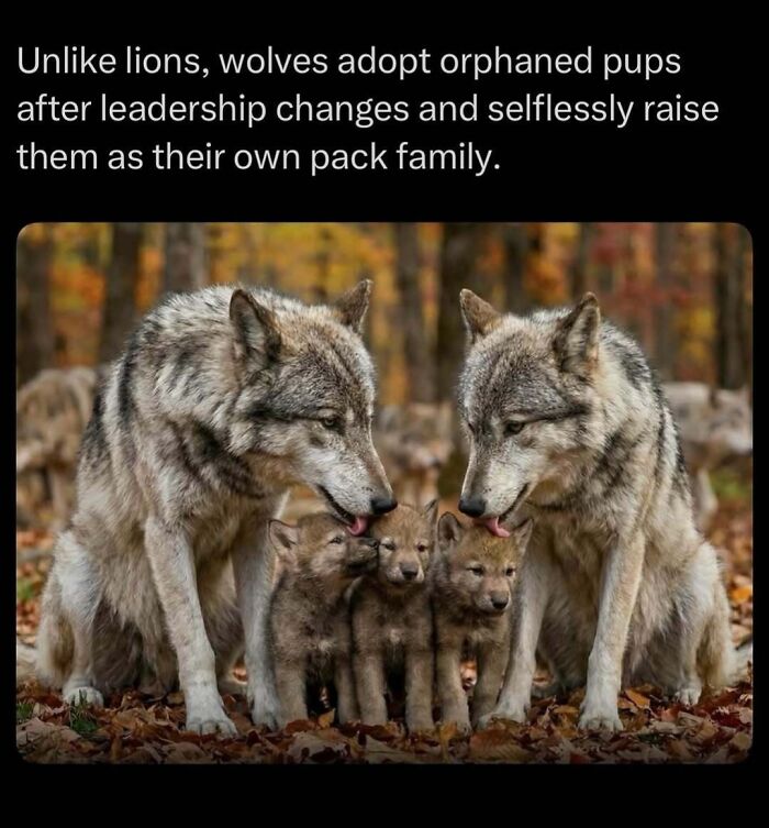 73 Animal Facts That Will Totally Blow Your Mind (No Joke)