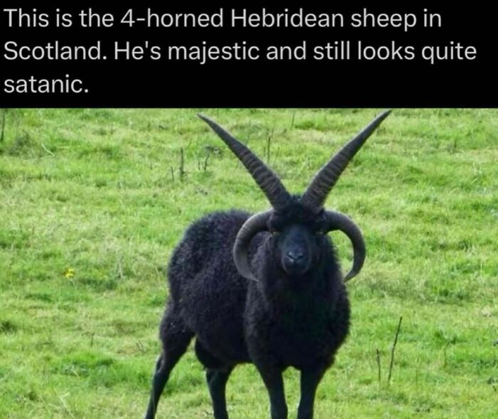 73 Animal Facts That Will Totally Blow Your Mind (No Joke)