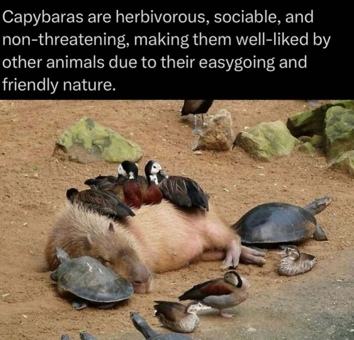 73 Animal Facts That Will Totally Blow Your Mind (No Joke)