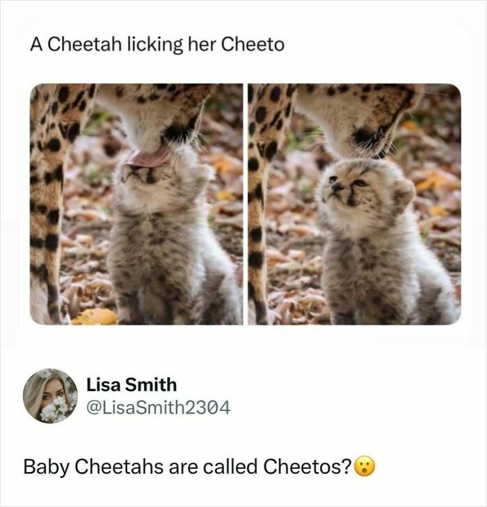 73 Animal Facts That Will Totally Blow Your Mind (No Joke)