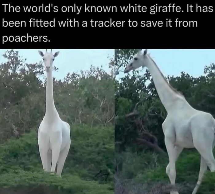 73 Animal Facts That Will Totally Blow Your Mind (No Joke)
