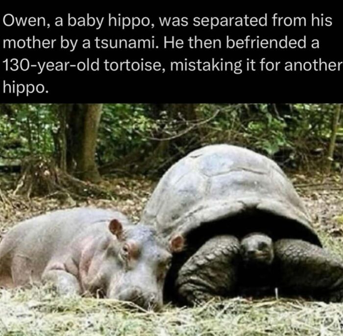 73 Animal Facts That Will Totally Blow Your Mind (No Joke)