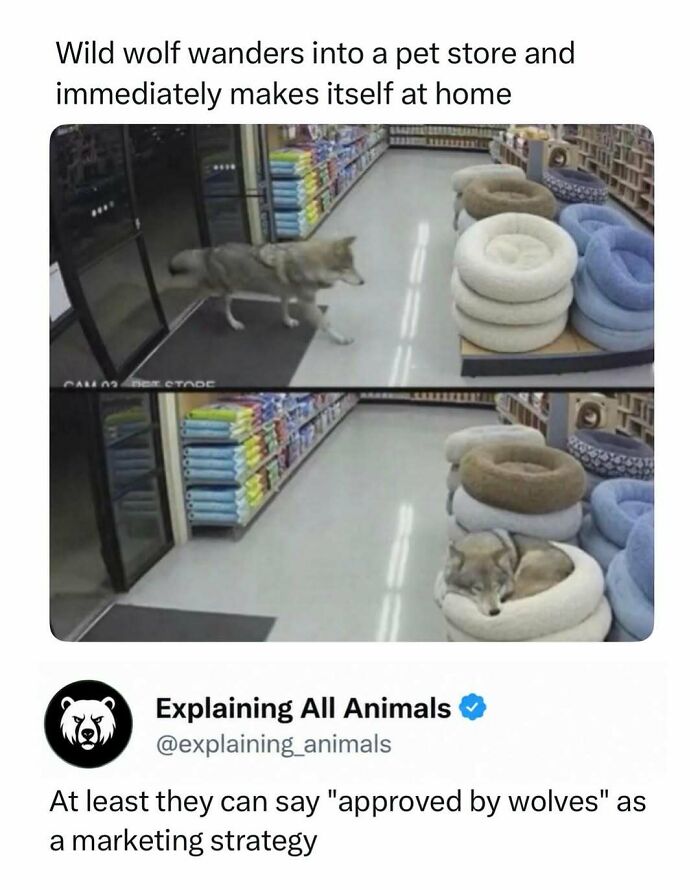 73 Animal Facts That Will Totally Blow Your Mind (No Joke)