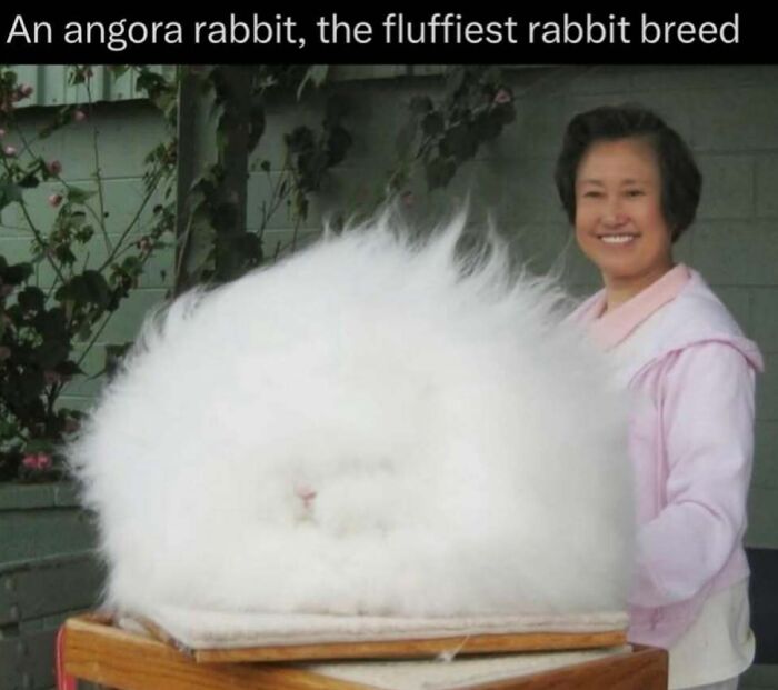 73 Animal Facts That Will Totally Blow Your Mind (No Joke)