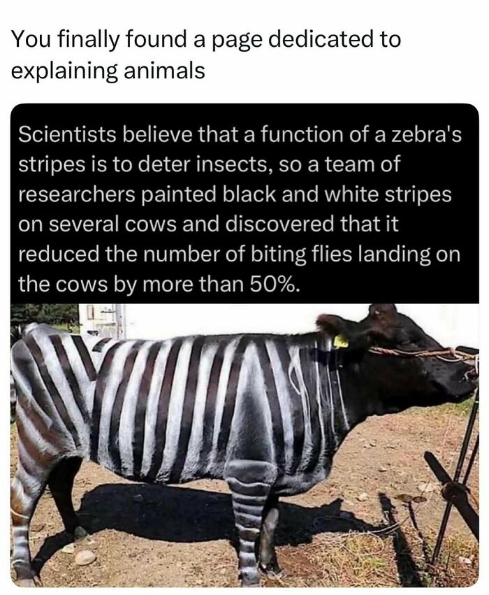 73 Animal Facts That Will Totally Blow Your Mind (No Joke)