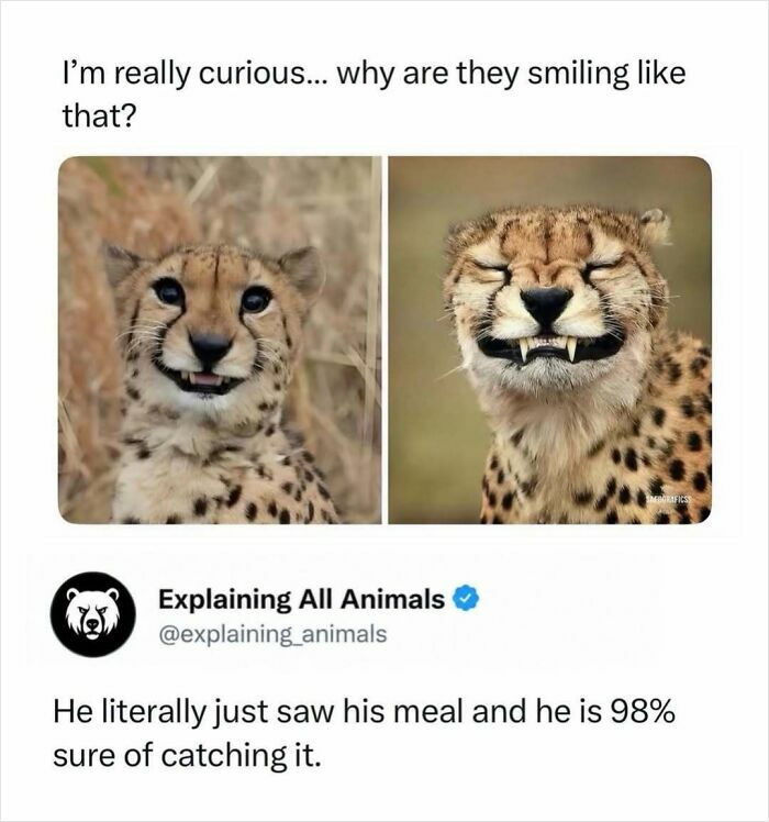 73 Animal Facts That Will Totally Blow Your Mind (No Joke)