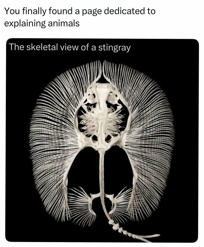73 Animal Facts That Will Totally Blow Your Mind (No Joke)