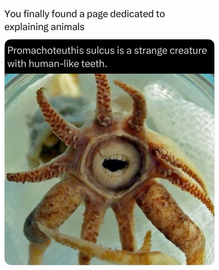 73 Animal Facts That Will Totally Blow Your Mind (No Joke)