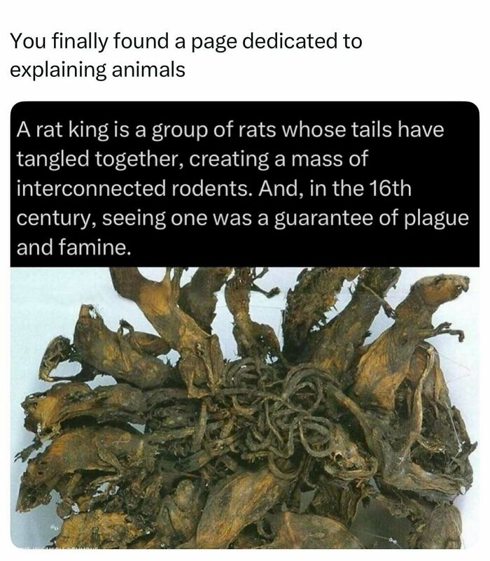 73 Animal Facts That Will Totally Blow Your Mind (No Joke)