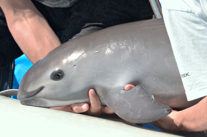 Only 10 Vaquitas Left! The World’s Smallest Porpoise Is Basically Ghosting Us