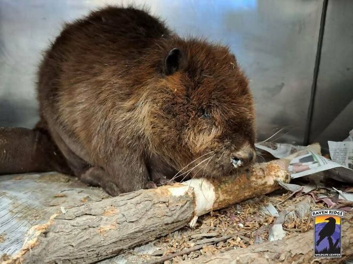 This Beaver’s Brains Are Recovering After Taking 14 BB Pellets To The Head. What?!